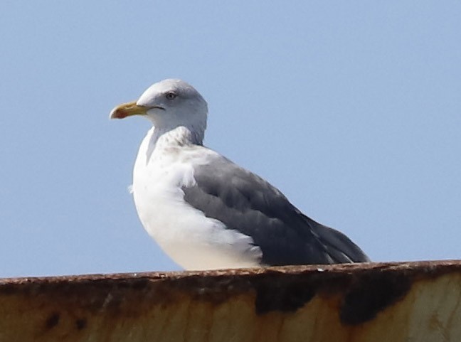 Lesser Black-backed Gull - ML615330297