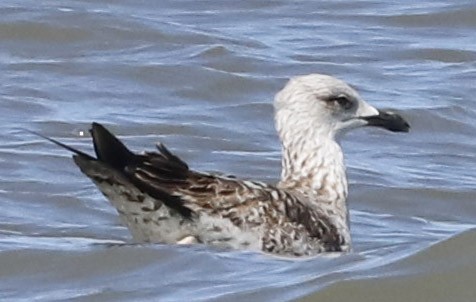 Lesser Black-backed Gull - ML615330298