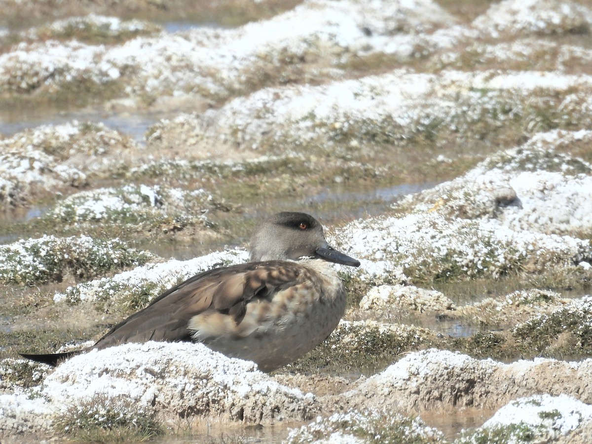 Crested Duck - ML615330302