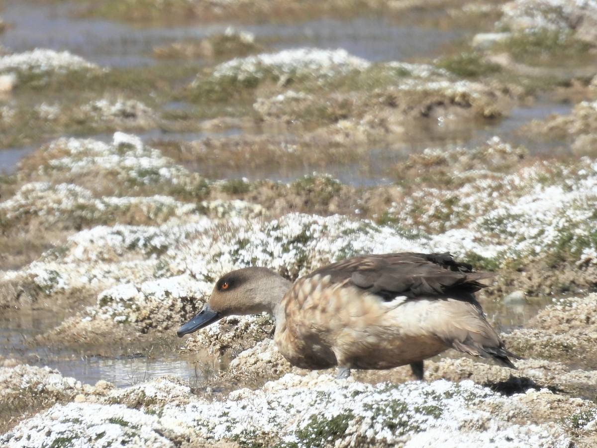 Crested Duck - ML615330315