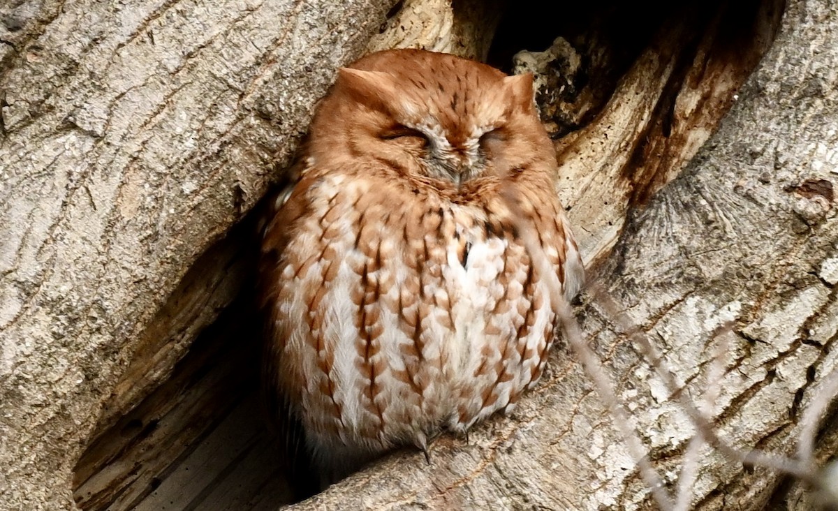 Eastern Screech-Owl - Robert McLure