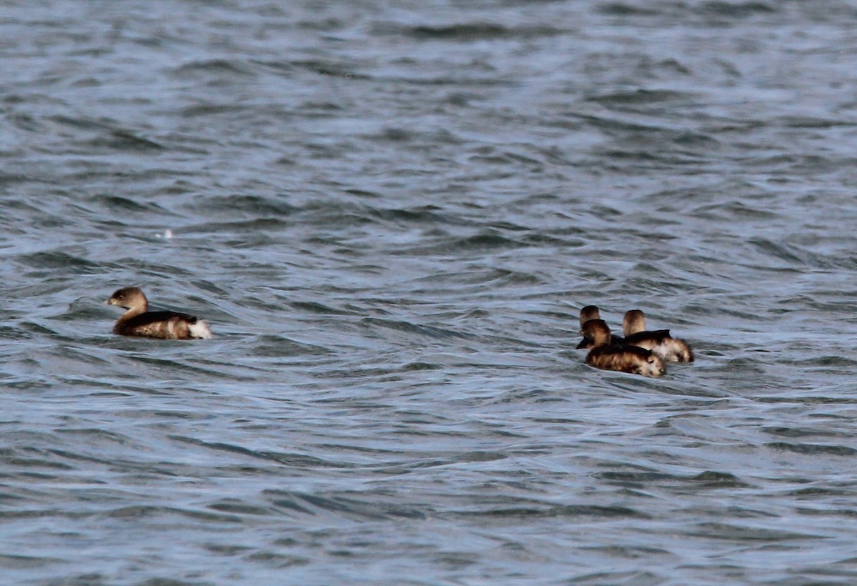 Pied-billed Grebe - ML615330336