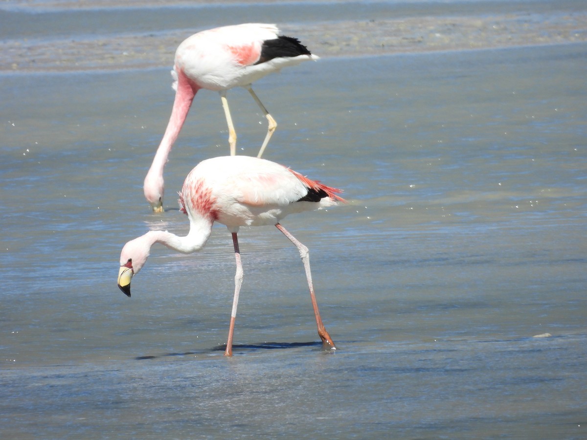 James's Flamingo - ML615330345