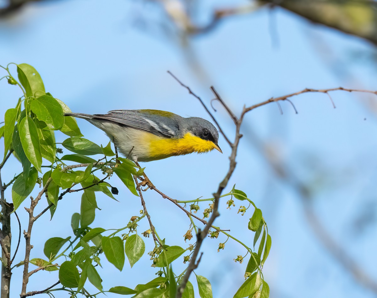 Tropical Parula - ML615330356