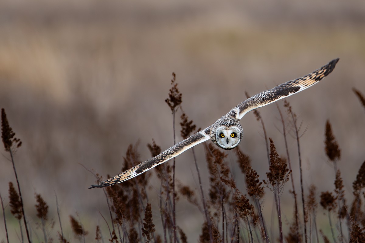 Short-eared Owl - ML615330376