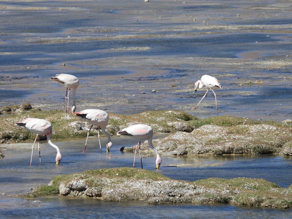 James's Flamingo - ML615330382