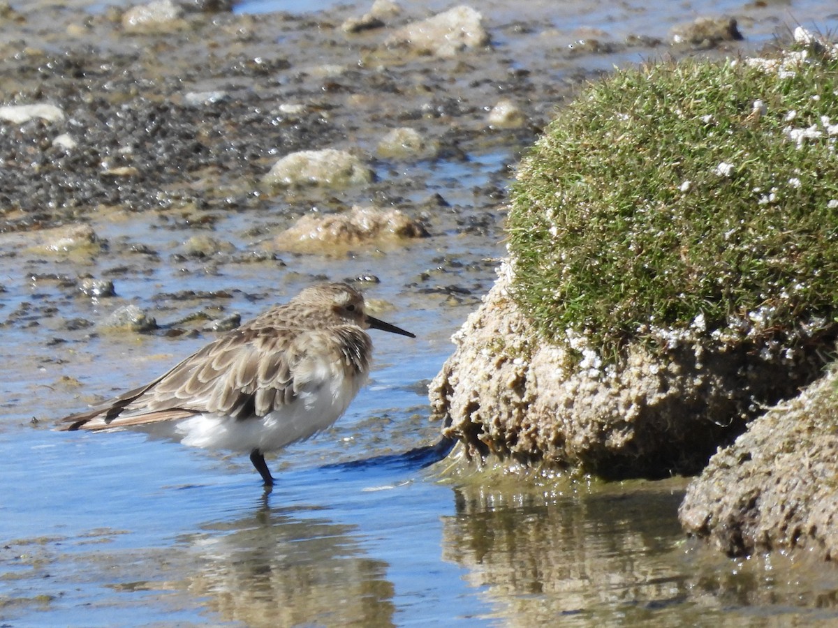 Baird's Sandpiper - ML615330397