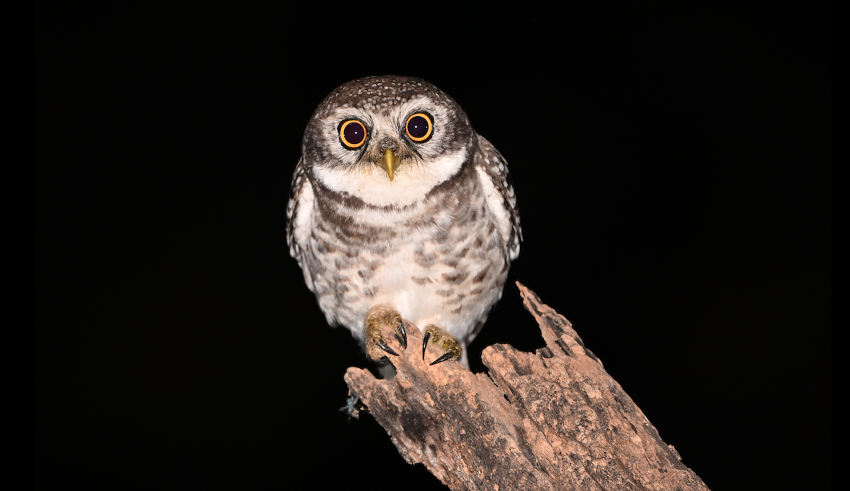 Spotted Owlet - ML615330408