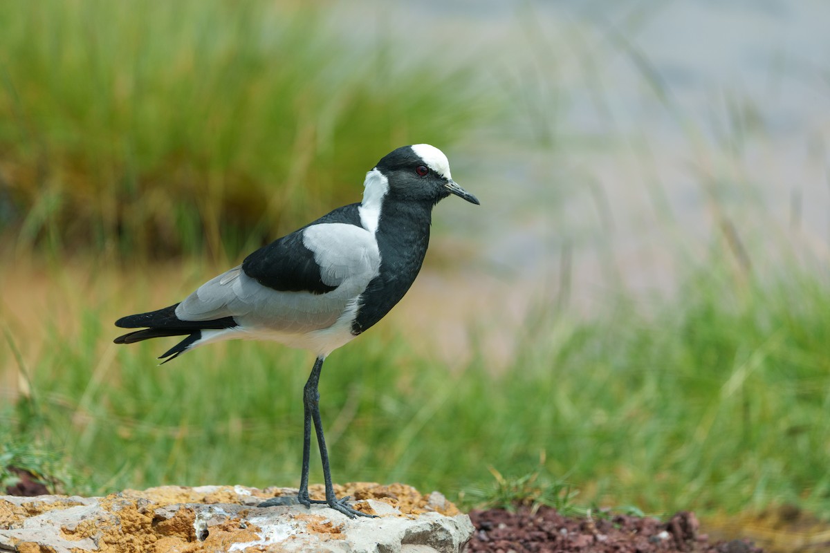 Blacksmith Lapwing - ML615330414