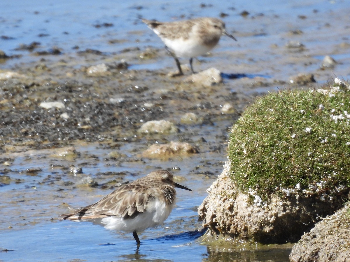 Baird's Sandpiper - ML615330420