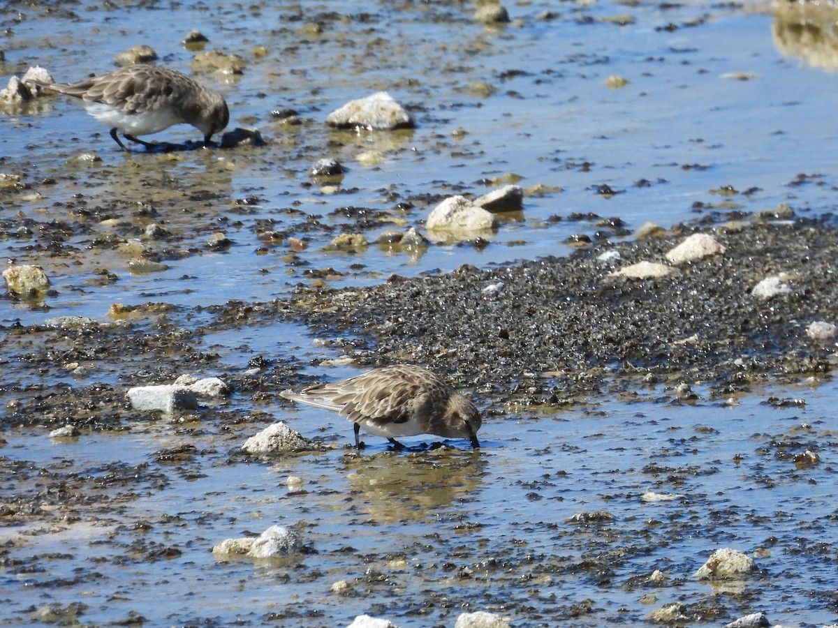 Baird's Sandpiper - ML615330437