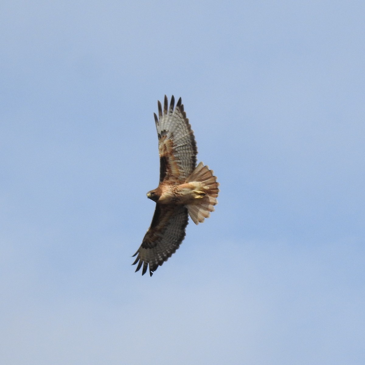 Red-tailed Hawk - ML615330456