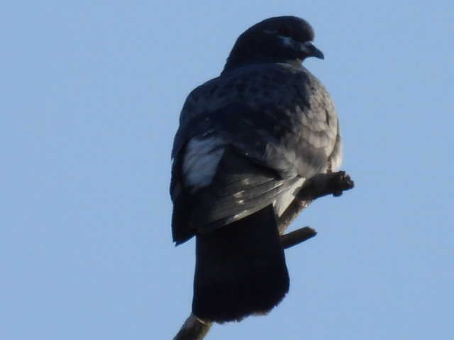 Rock Pigeon (Feral Pigeon) - ML615330457