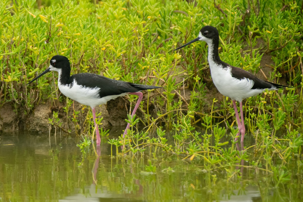 Black-necked Stilt - Paul Block