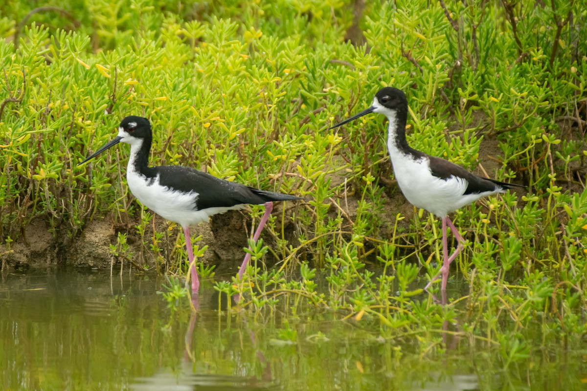 Black-necked Stilt - ML615330470