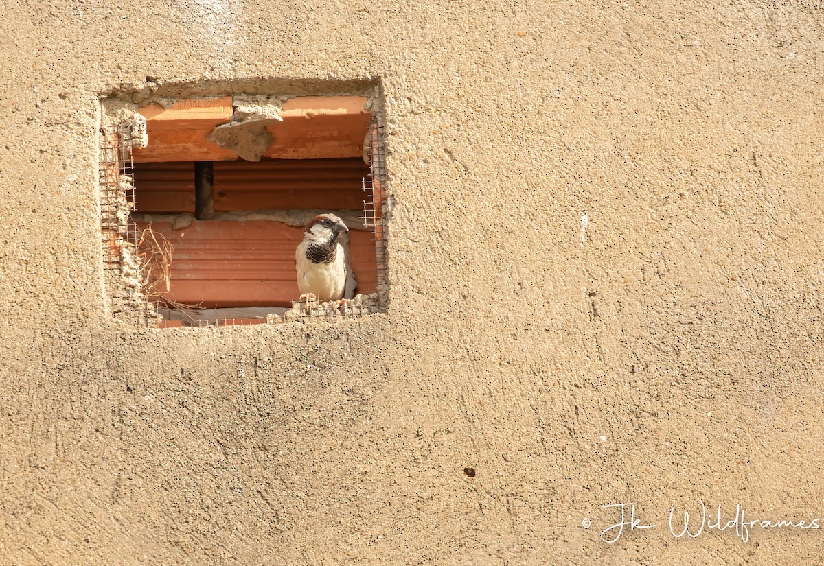 House Sparrow (Indian) - ML615330472