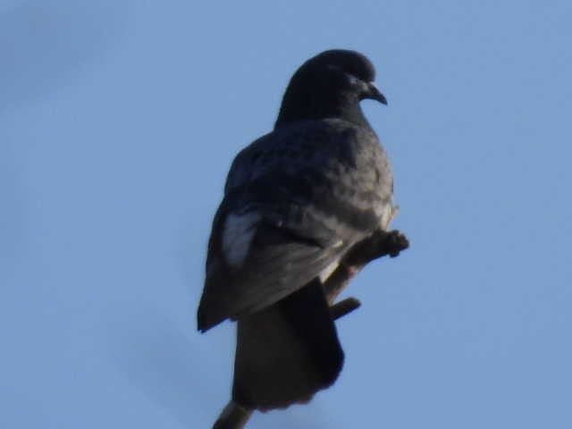 Rock Pigeon (Feral Pigeon) - ML615330480