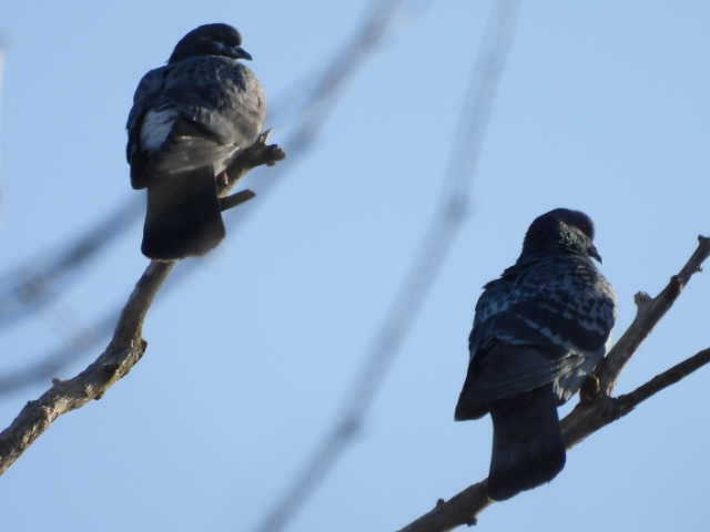 Rock Pigeon (Feral Pigeon) - ML615330481