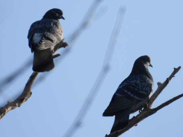 Rock Pigeon (Feral Pigeon) - ML615330482