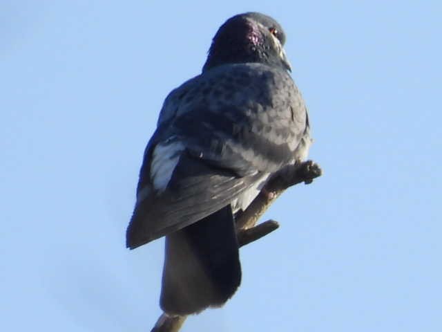 Pigeon biset (forme domestique) - ML615330483