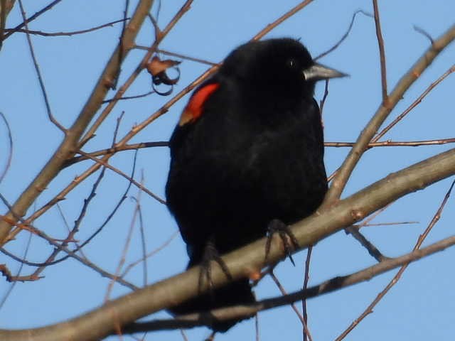 Red-winged Blackbird - ML615330502