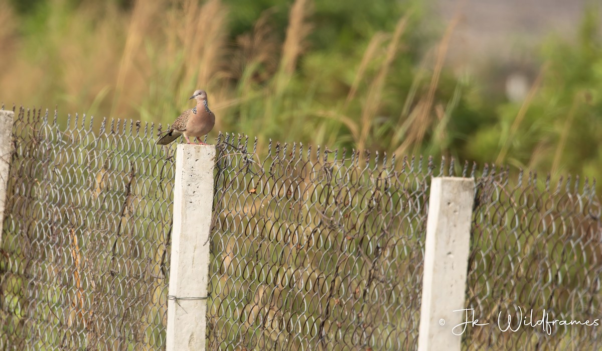 Spotted Dove (Eastern) - ML615330509