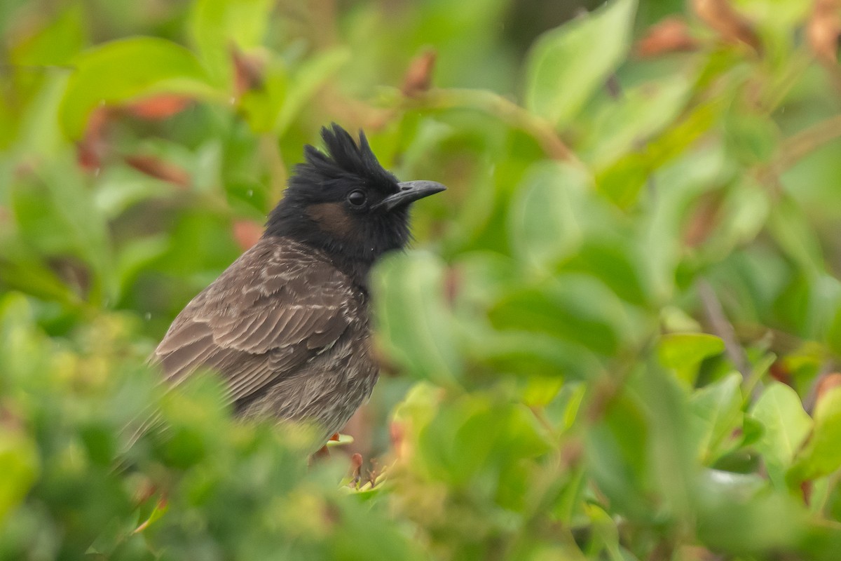 Bulbul à ventre rouge - ML615330522