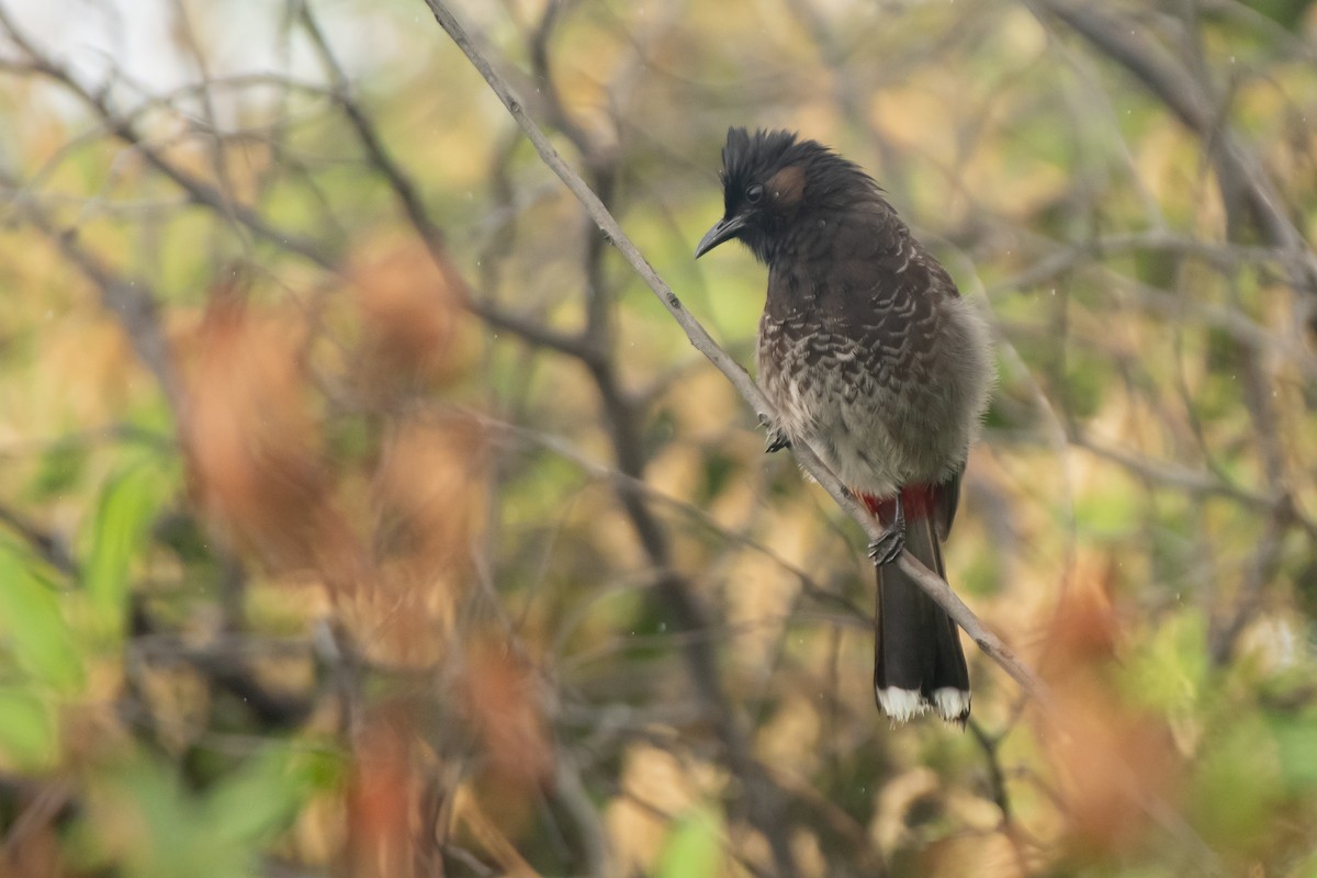 Bulbul à ventre rouge - ML615330523