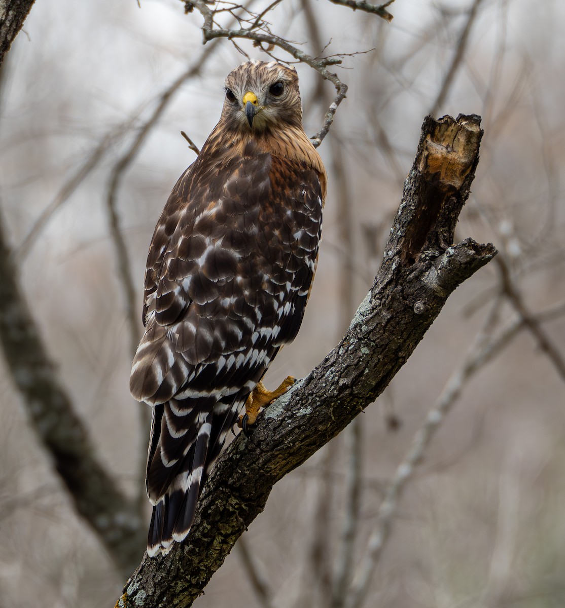 Red-shouldered Hawk - ML615330575