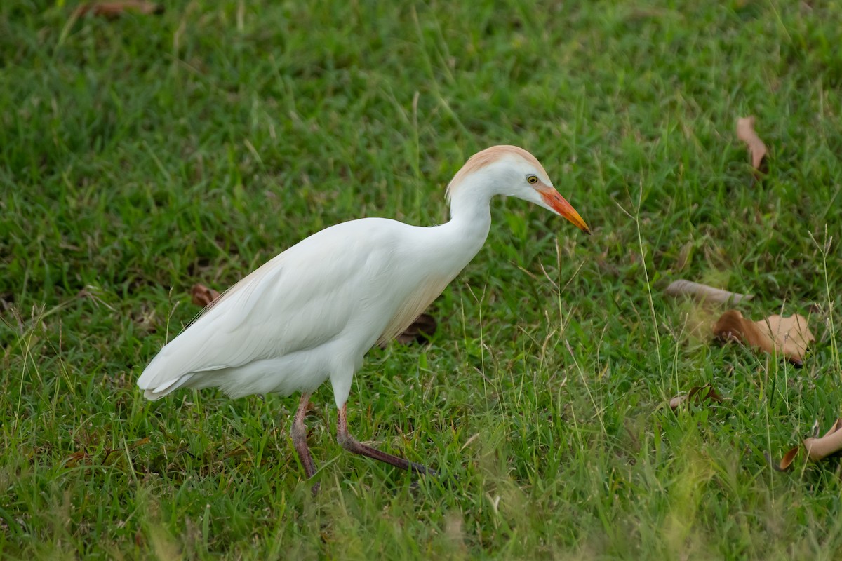 Western Cattle Egret - ML615330623