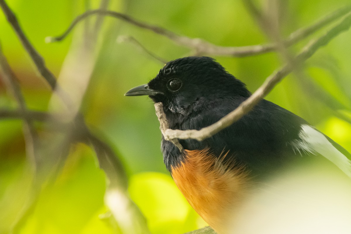 White-rumped Shama - ML615330642