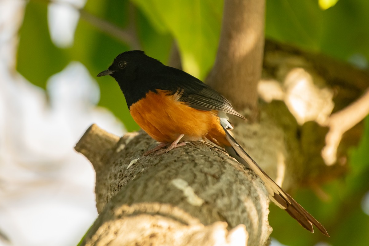 White-rumped Shama - ML615330643