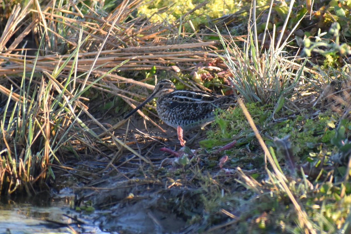 Wilson's Snipe - Claire H
