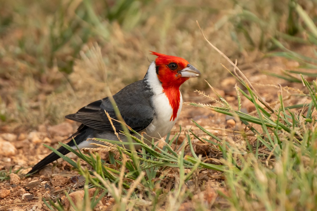 Red-crested Cardinal - Paul Block