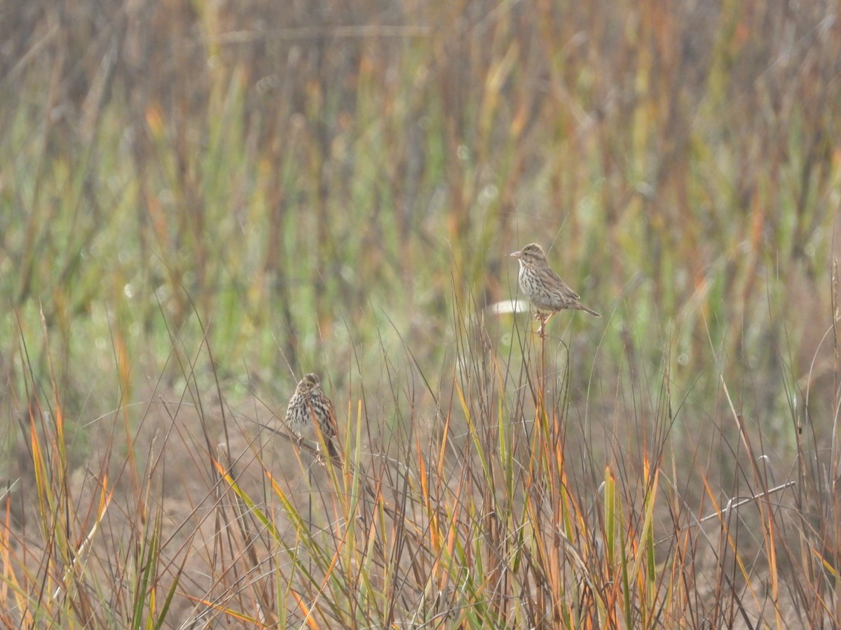 Savannah Sparrow (Large-billed) - Lindsay Willrick