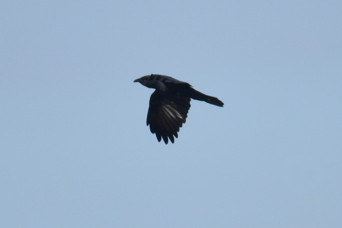 Fish Crow - ML615330702