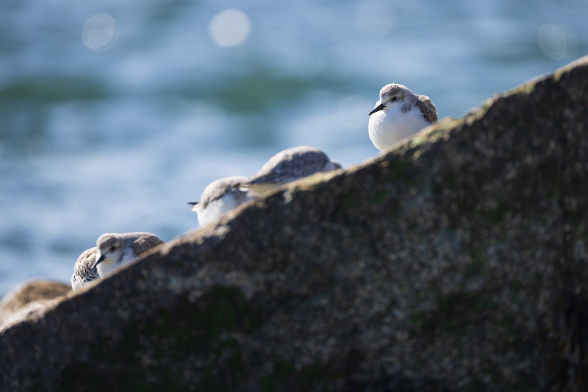 Sanderling - ML615330755