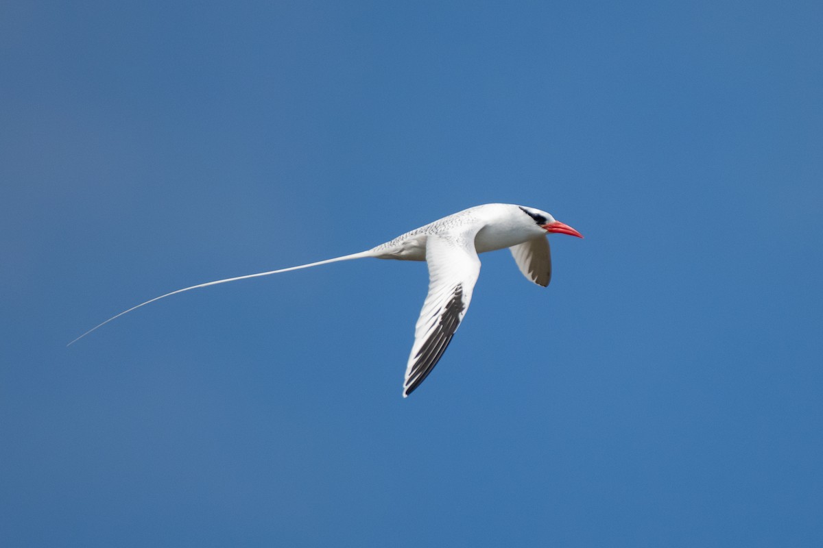 Red-billed Tropicbird - Paul Block