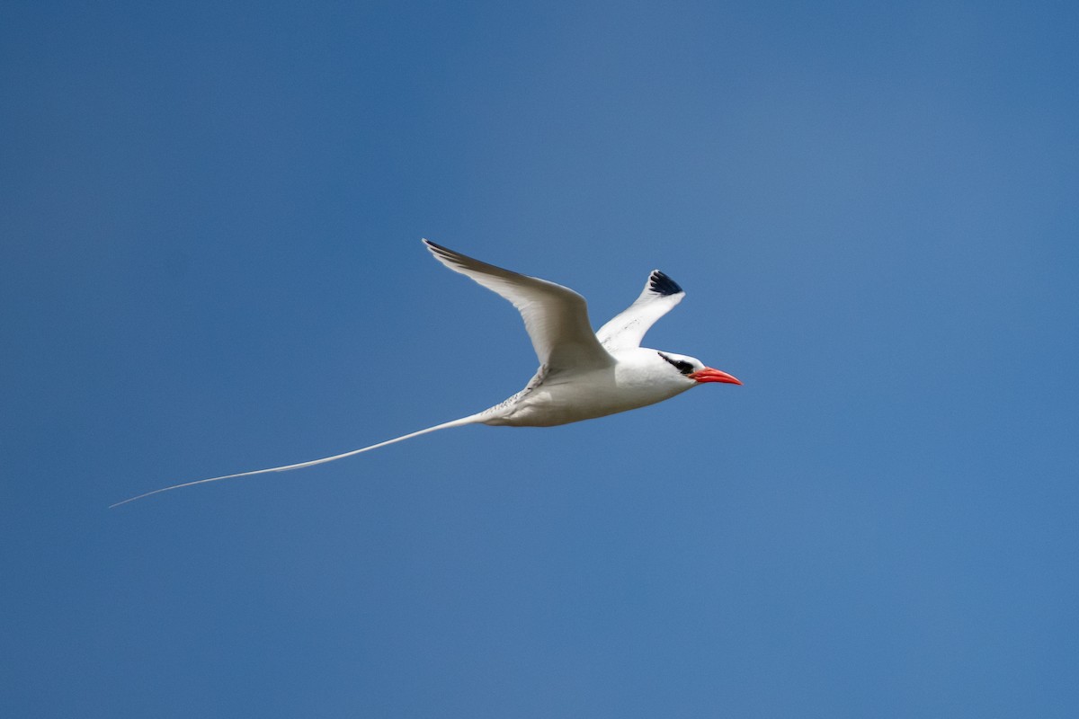 Red-billed Tropicbird - Paul Block