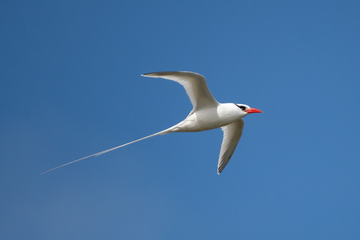 Red-billed Tropicbird - Paul Block