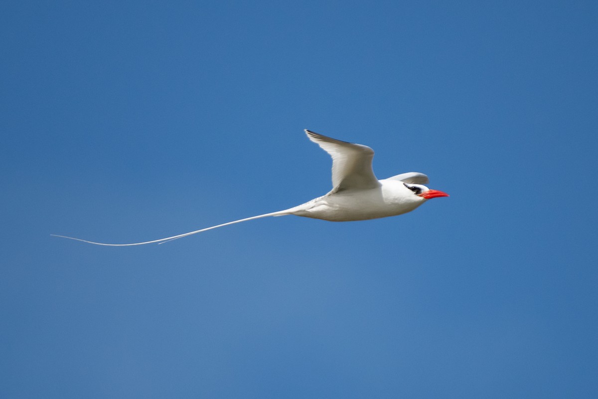 Red-billed Tropicbird - Paul Block