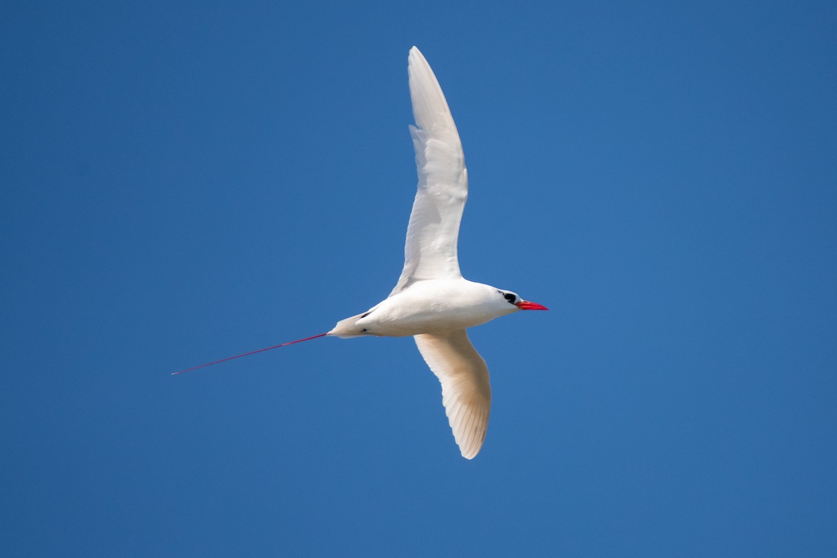 Red-tailed Tropicbird - Paul Block