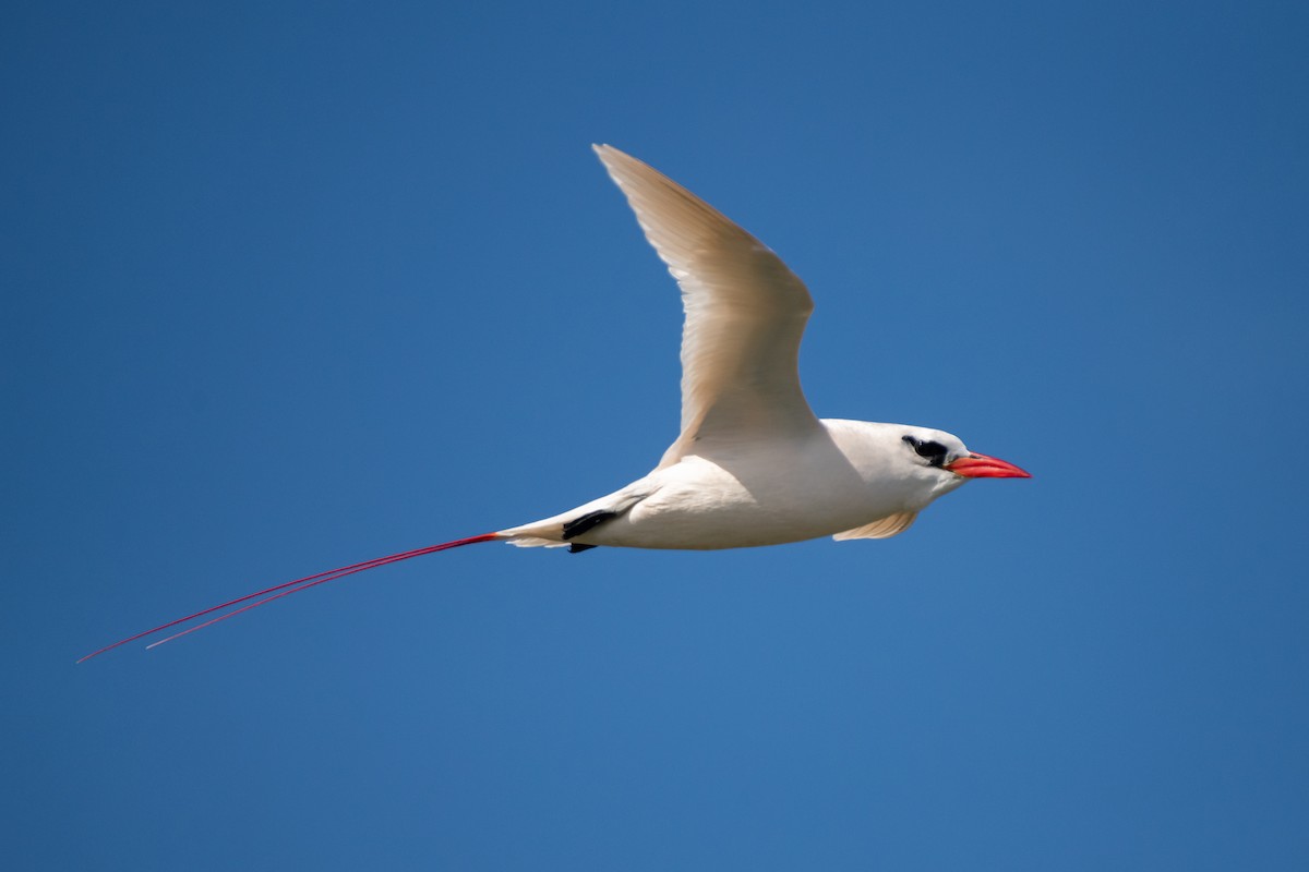 Red-tailed Tropicbird - Paul Block