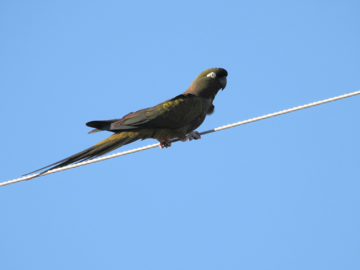 Burrowing Parakeet - ML615330809