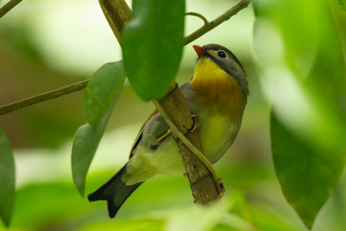 Red-billed Leiothrix - Paul Block