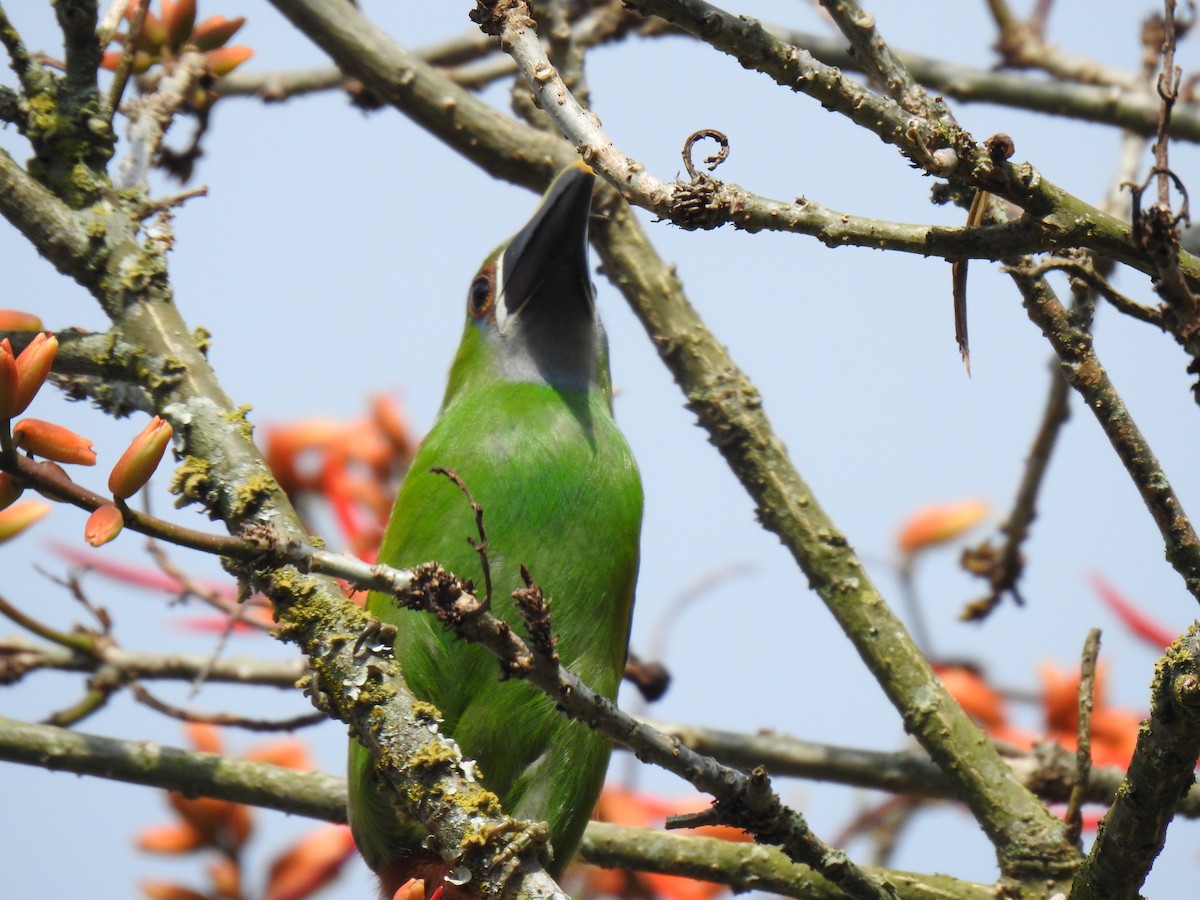 Southern Emerald-Toucanet (Gray-throated) - ML615330865