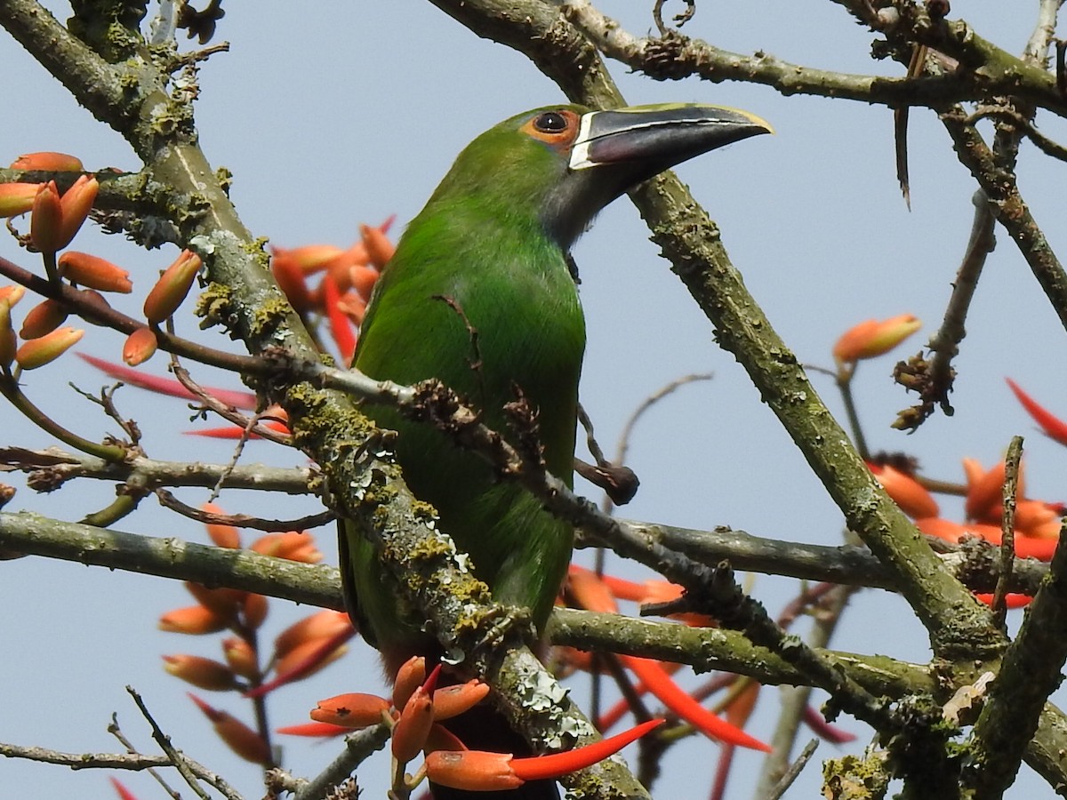 Southern Emerald-Toucanet (Gray-throated) - ML615330869