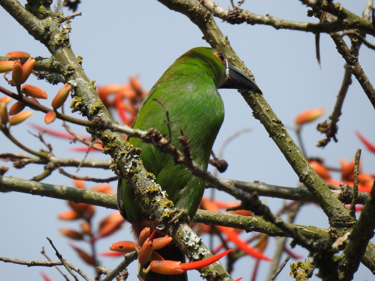 Southern Emerald-Toucanet (Gray-throated) - ML615330872