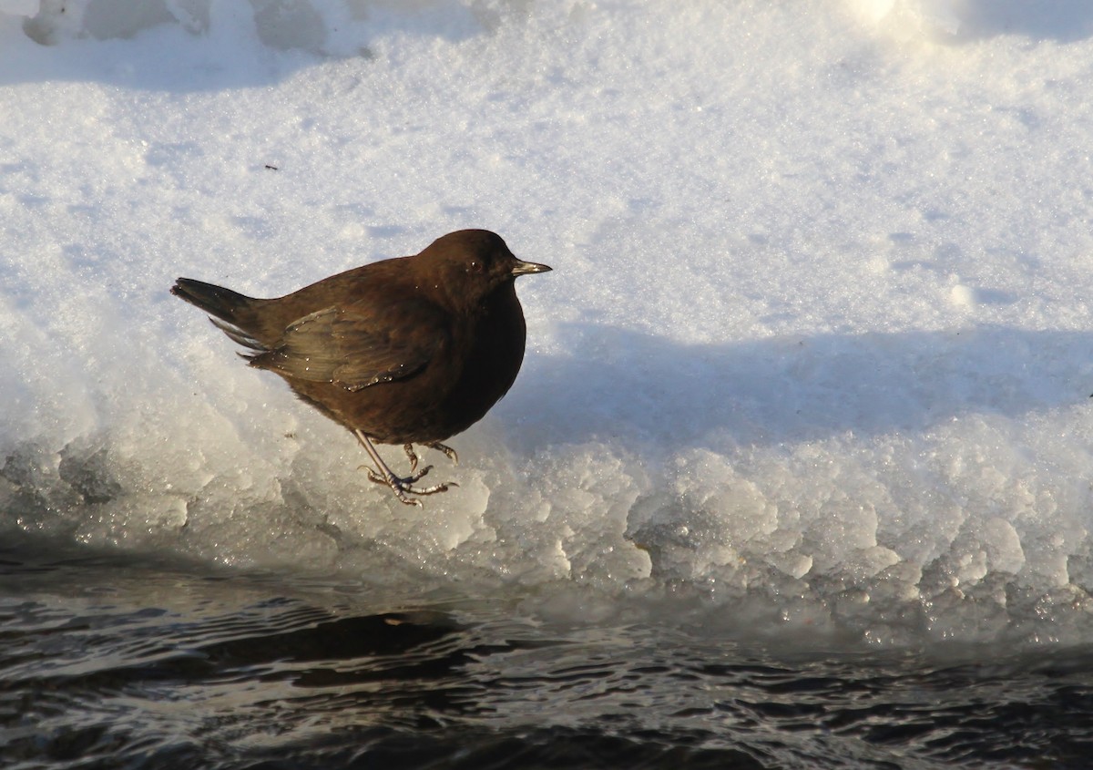 Brown Dipper - ML615330890