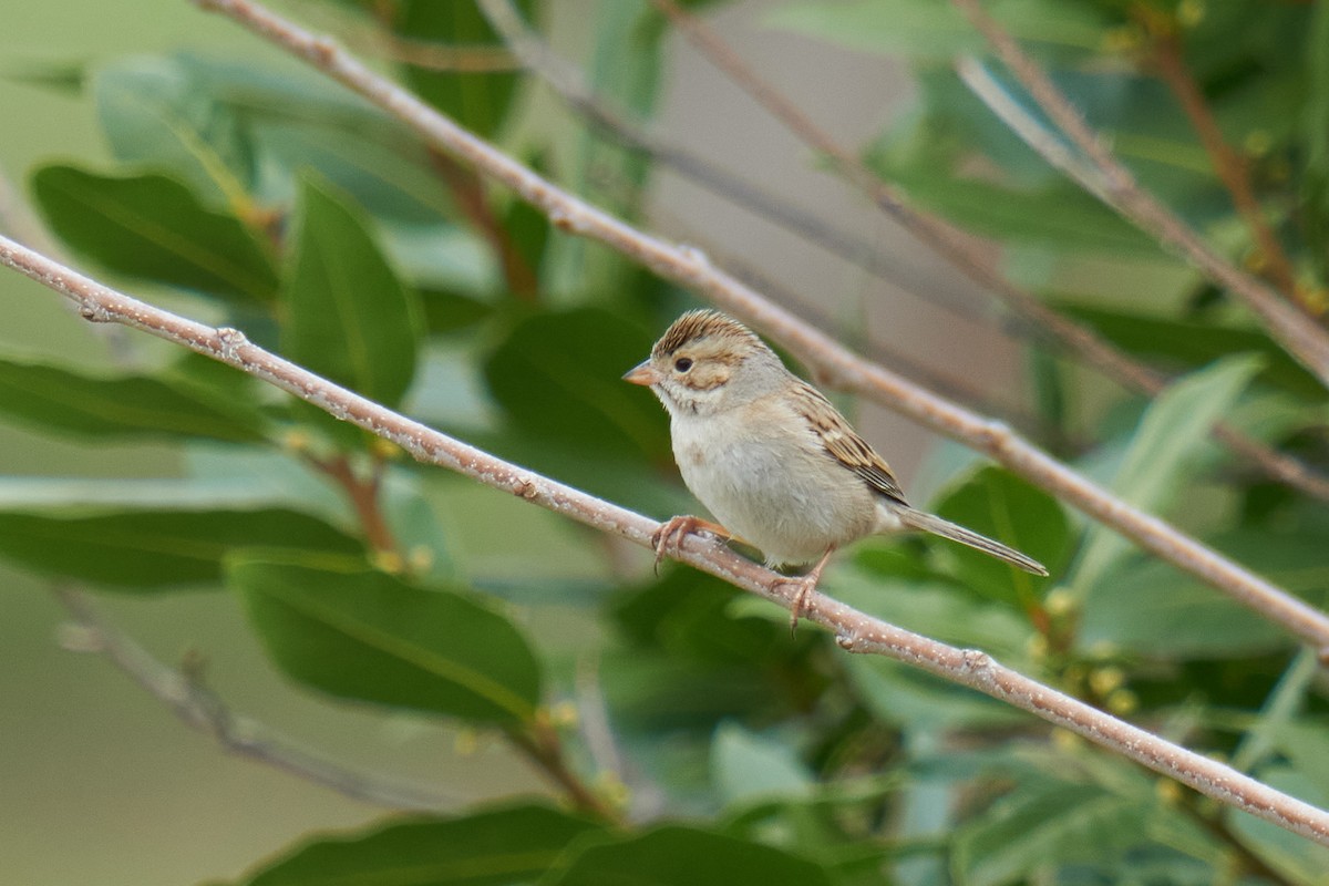 Clay-colored Sparrow - ML615330907